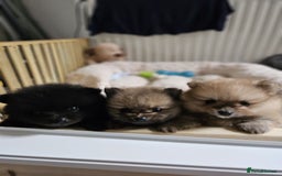 Pomeranian dogs for sale: Pomeranian dogs are looking for a loving home - Image 4