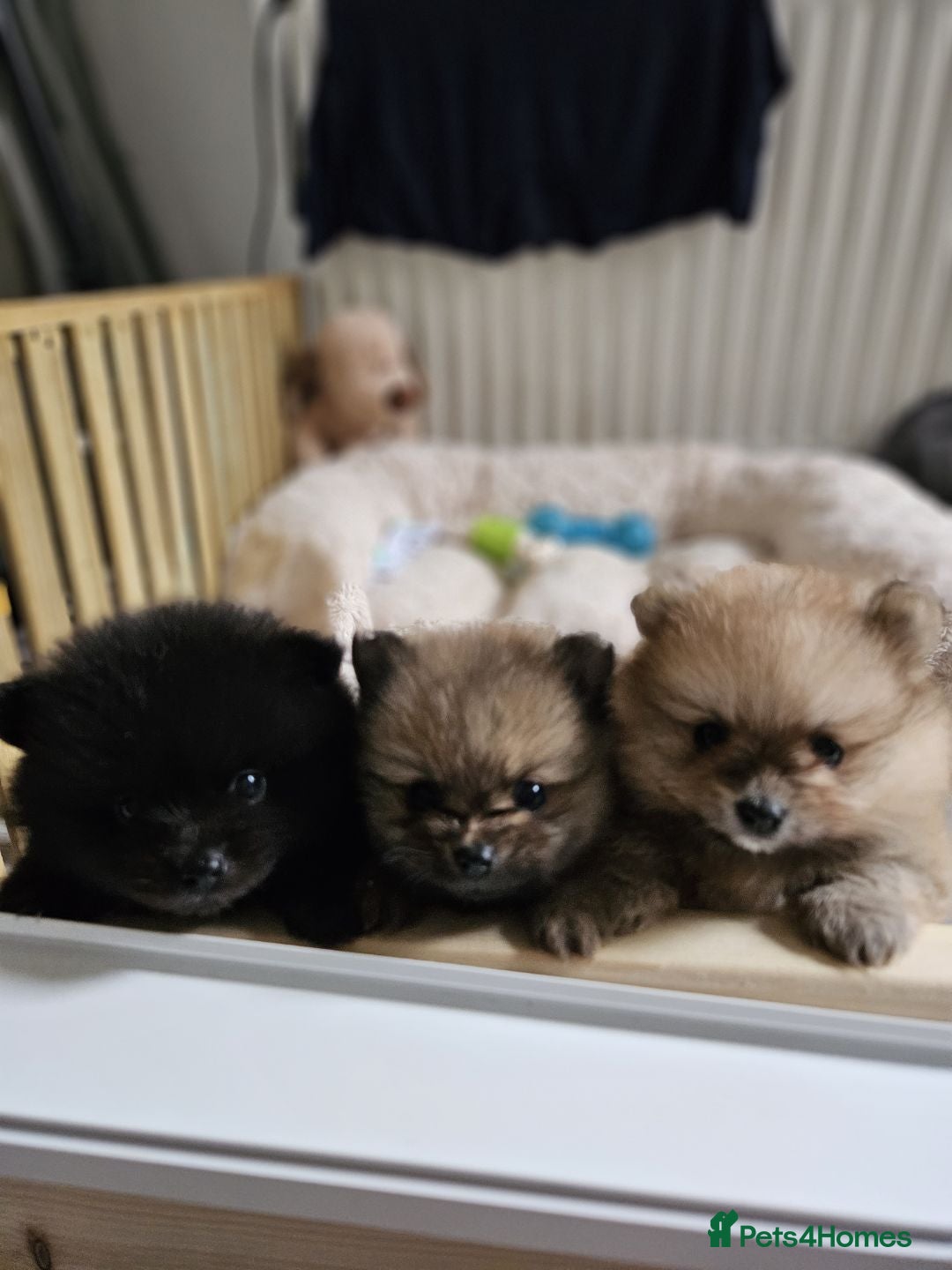 Pomeranian dogs for sale: Pomeranian dogs are looking for a loving home - Image 4