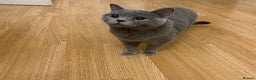 British Shorthair cats for sale: Beautiful British shorthair for sale - Advert 7