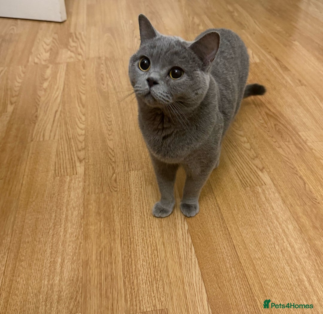 British Shorthair cats for sale: Beautiful British shorthair for sale - Advert 7
