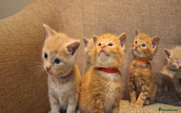 British Shorthair cats for sale: Beautiful Cream & Ginger Kittens  - Image 8