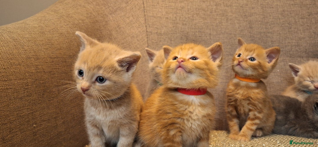British Shorthair cats for sale: Beautiful Cream & Ginger Kittens  - Image 8