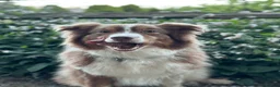 Australian Shepherd dogs for sale: EXPECTED LITTER OF AUSTRALIAN SHEPHERD PUPPIES  - Advert 20
