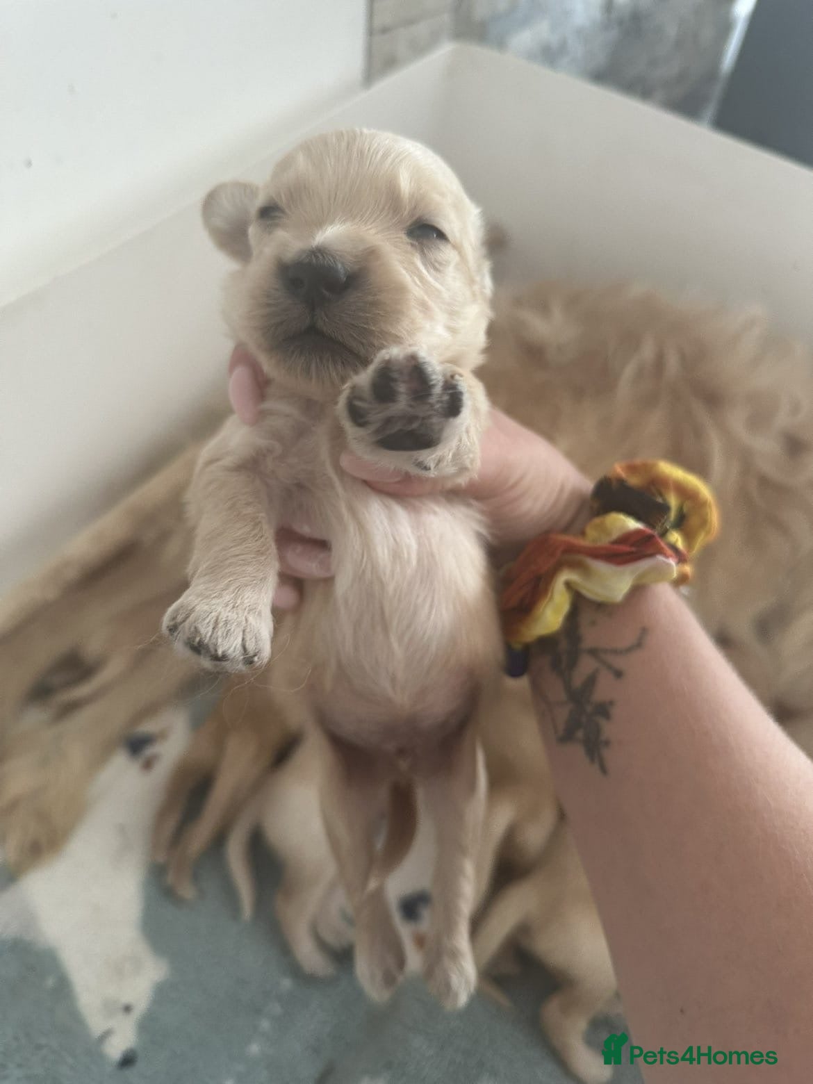 Mixed Breed dogs Beautiful Strong healthy puppy’s  - Advert 1