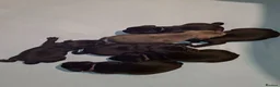 Staffordshire Bull Terrier dogs for sale: Classic Staffordshire Bull Terrier Puppies  - Advert 8