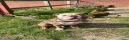 Olde English Bulldogge dogs for sale: Olde English Bulldogge in Pontefract - Advert 9