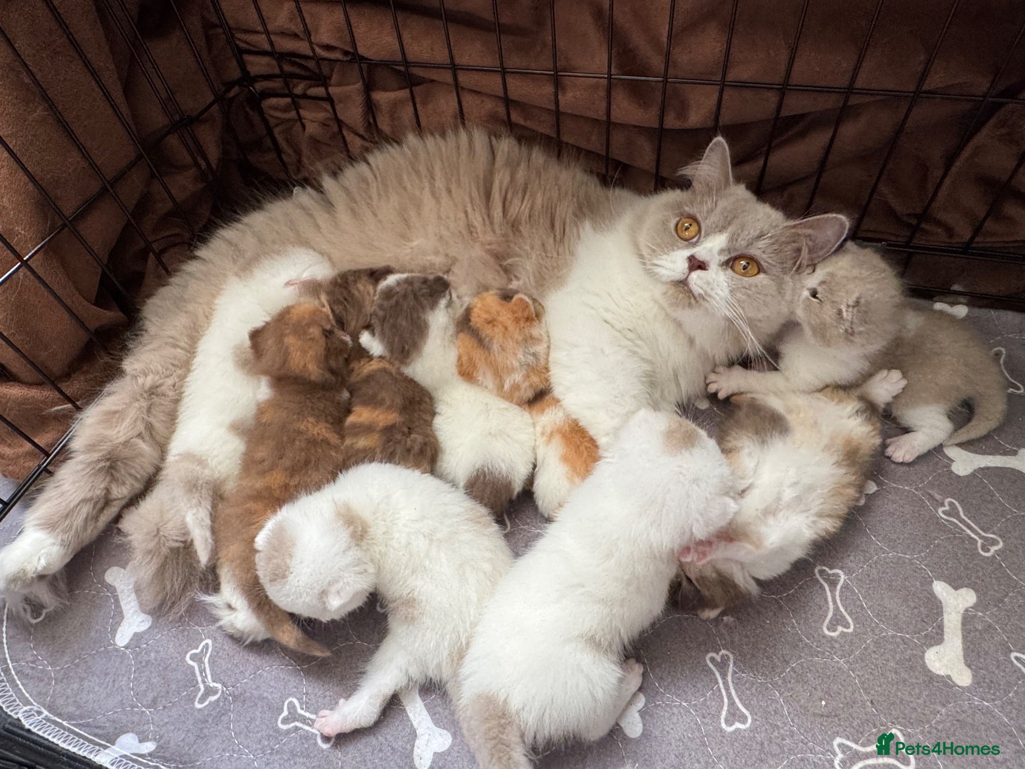 British Shorthair cats Beautiful British shorthair kittens  - Advert 1