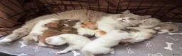 British Shorthair cats for sale: Beautiful British shorthair kittens  - Advert 1