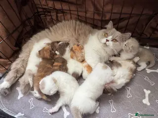 British Shorthair cats Beautiful British shorthair kittens - Advert 1