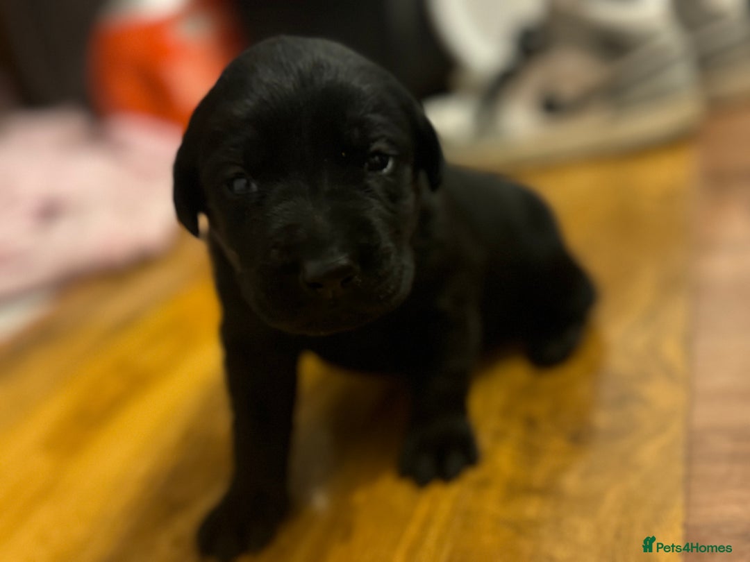 Labrador Retriever dogs for sale: Adorable Family-Raised Puppies 🐶✨ - Advert 4