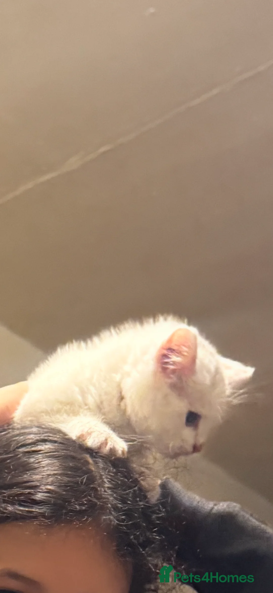 Scottish Fold cats for sale: Scottish Fold White Kitten Sheffield - Advert 4