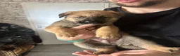 Mixed Breed dogs for sale: Akita Pups - Advert 8