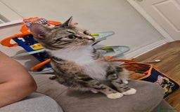 Domestic Shorthair cats for sale: 4 beautiful kittens - Image 3