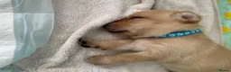 Labrador Retriever dogs for sale: Beautiful fox red labrador puppies - Advert 12