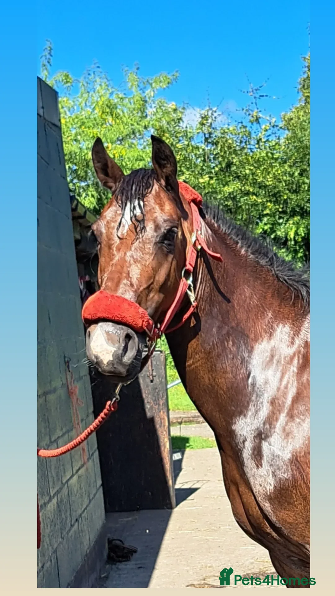 Welsh Section D horses for sale: Eye catching bay mare  in Prescot - Advert 3