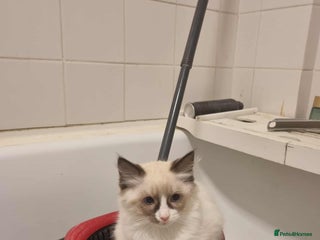 Ragdoll cats - Advert 12