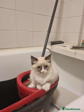 Ragdoll cats - Advert 10