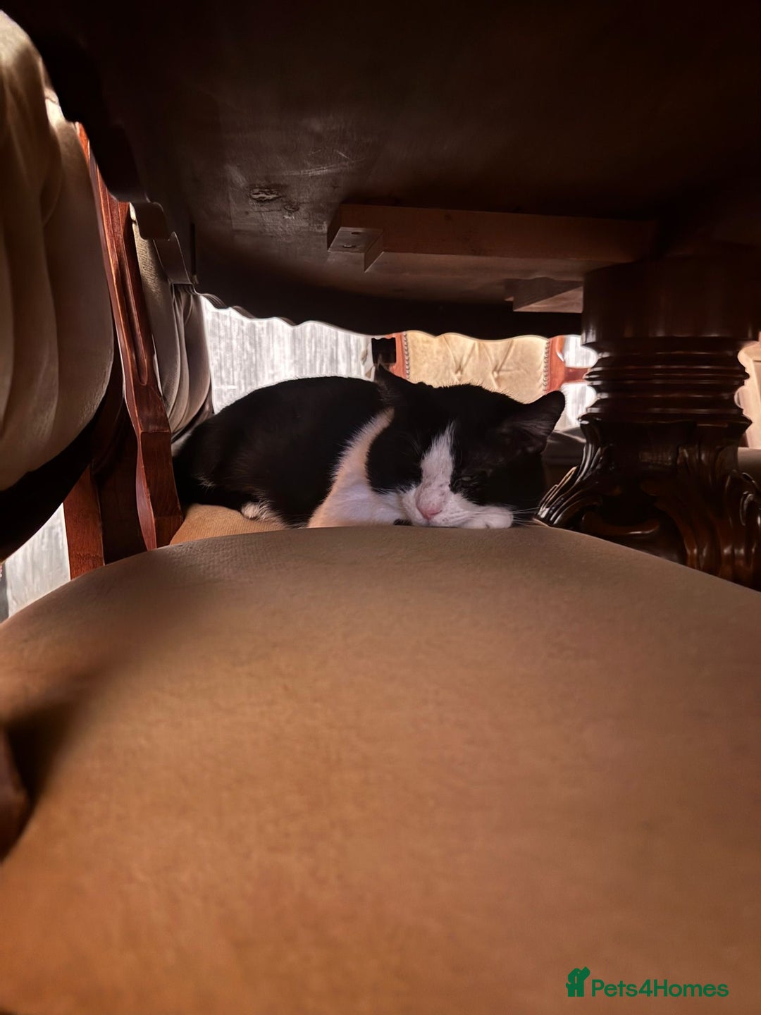 Mixed Breed cats for stud:  ** , Friendly, Well Behaved Cat - Advert 6