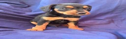Jack Russell dogs for sale: Beautiful jack russell puppies ready now - Advert 11