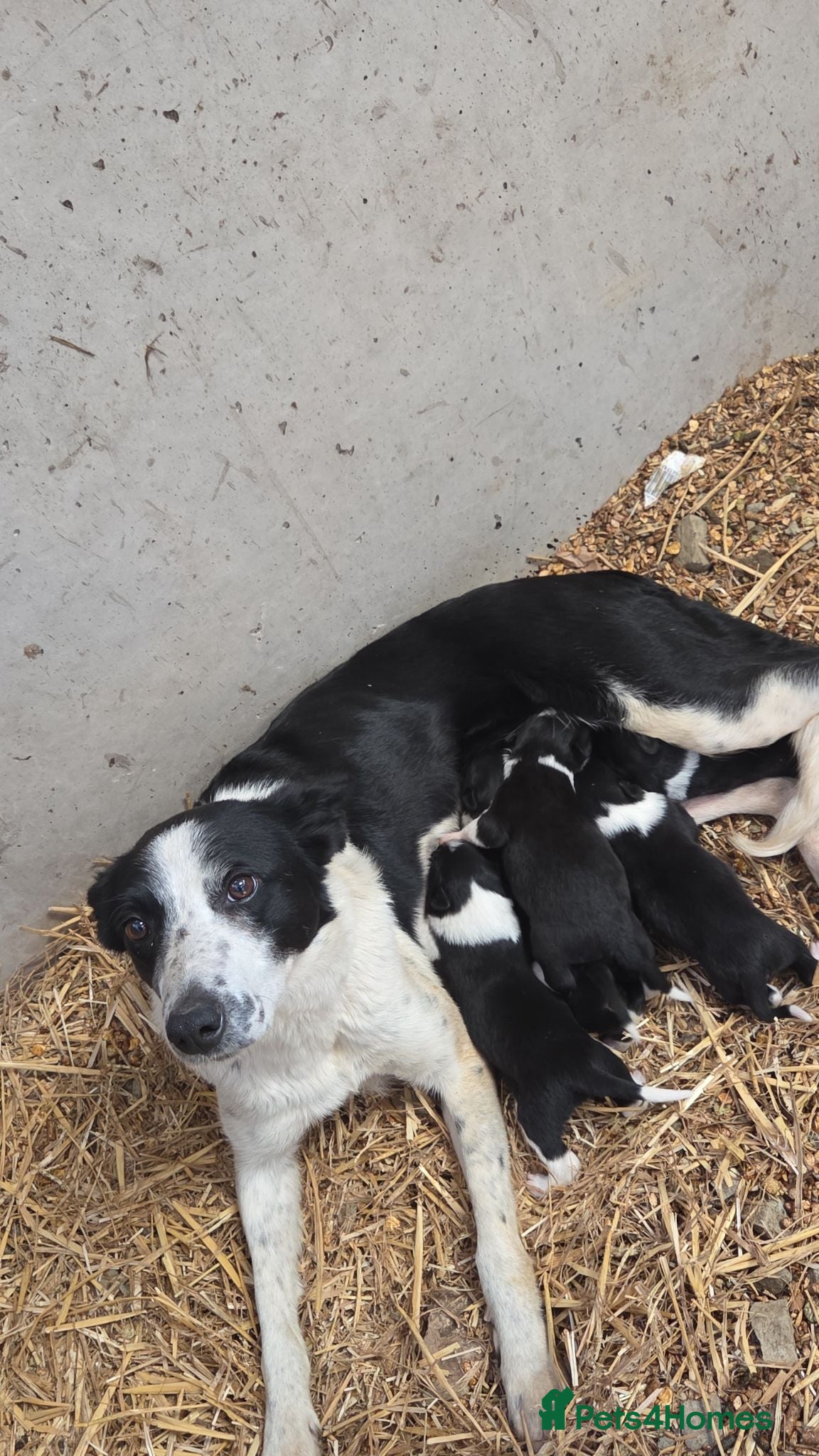 Border Collie dogs Collie Pups - Advert 6