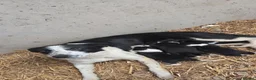Border Collie dogs for sale: Collie Pups in Moffat - Advert 1