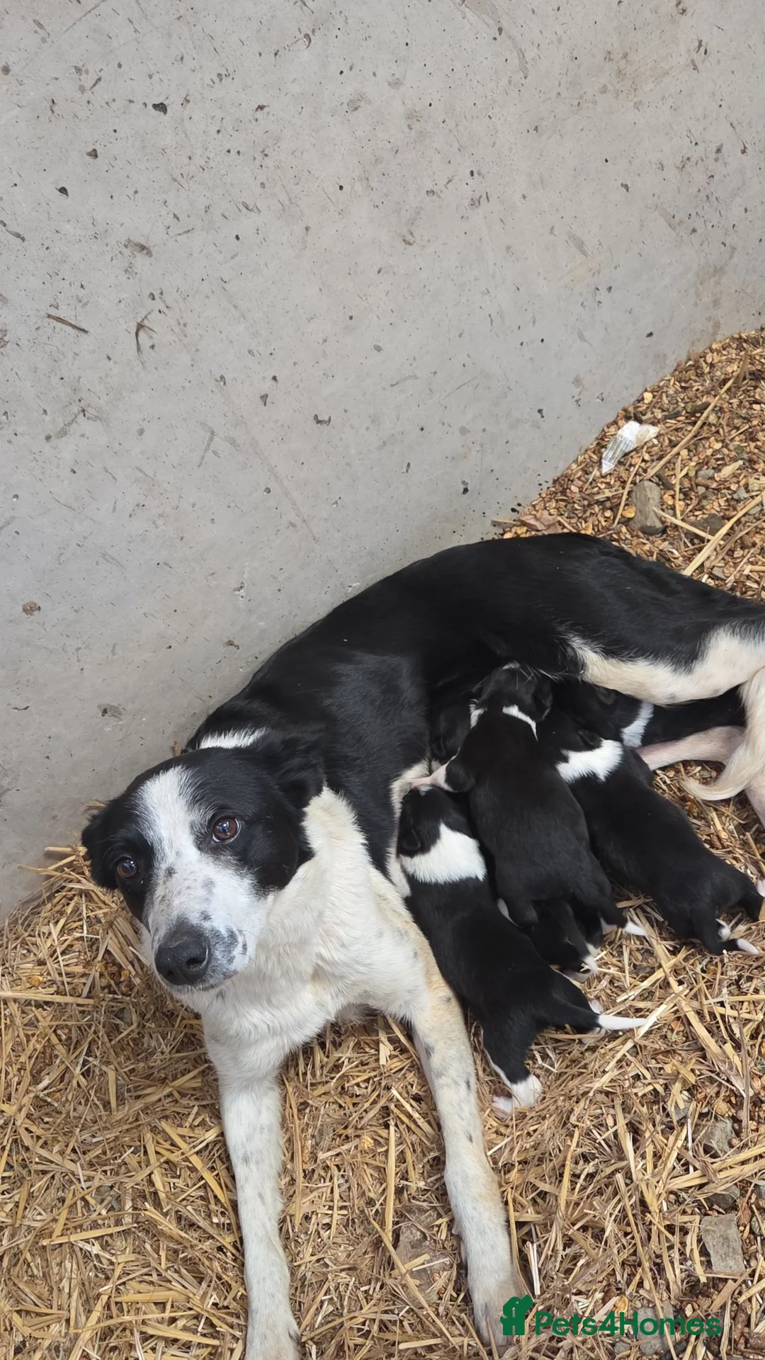 Border Collie dogs for sale: Collie Pups in Moffat - Advert 1