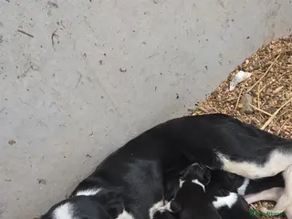 Border Collie dogs Collie Pups - Advert 9