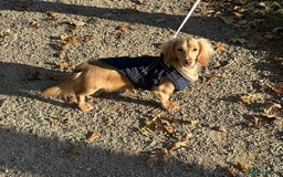 Miniature Dachshund dogs for stud: DNA health tested miniature dachshund  - Image 2