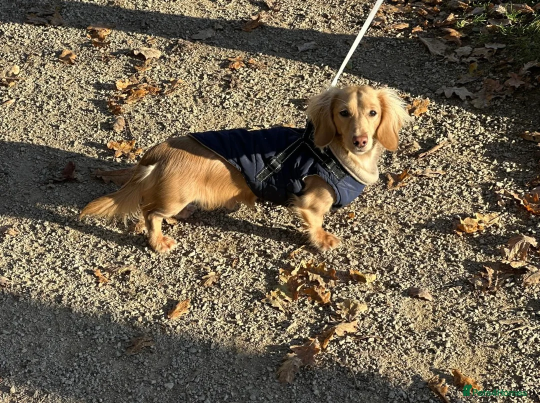 Miniature Dachshund dogs for stud: DNA health tested miniature dachshund  - Advert 2