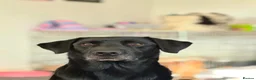Labrador Retriever dogs for sale: Black lab puppies in Ipswich - Advert 14