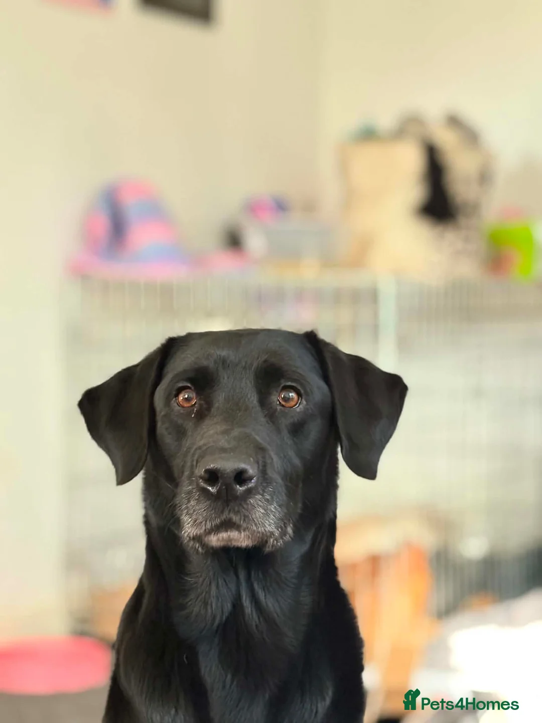 Labrador Retriever dogs for sale: Black lab puppies in Ipswich - Advert 14