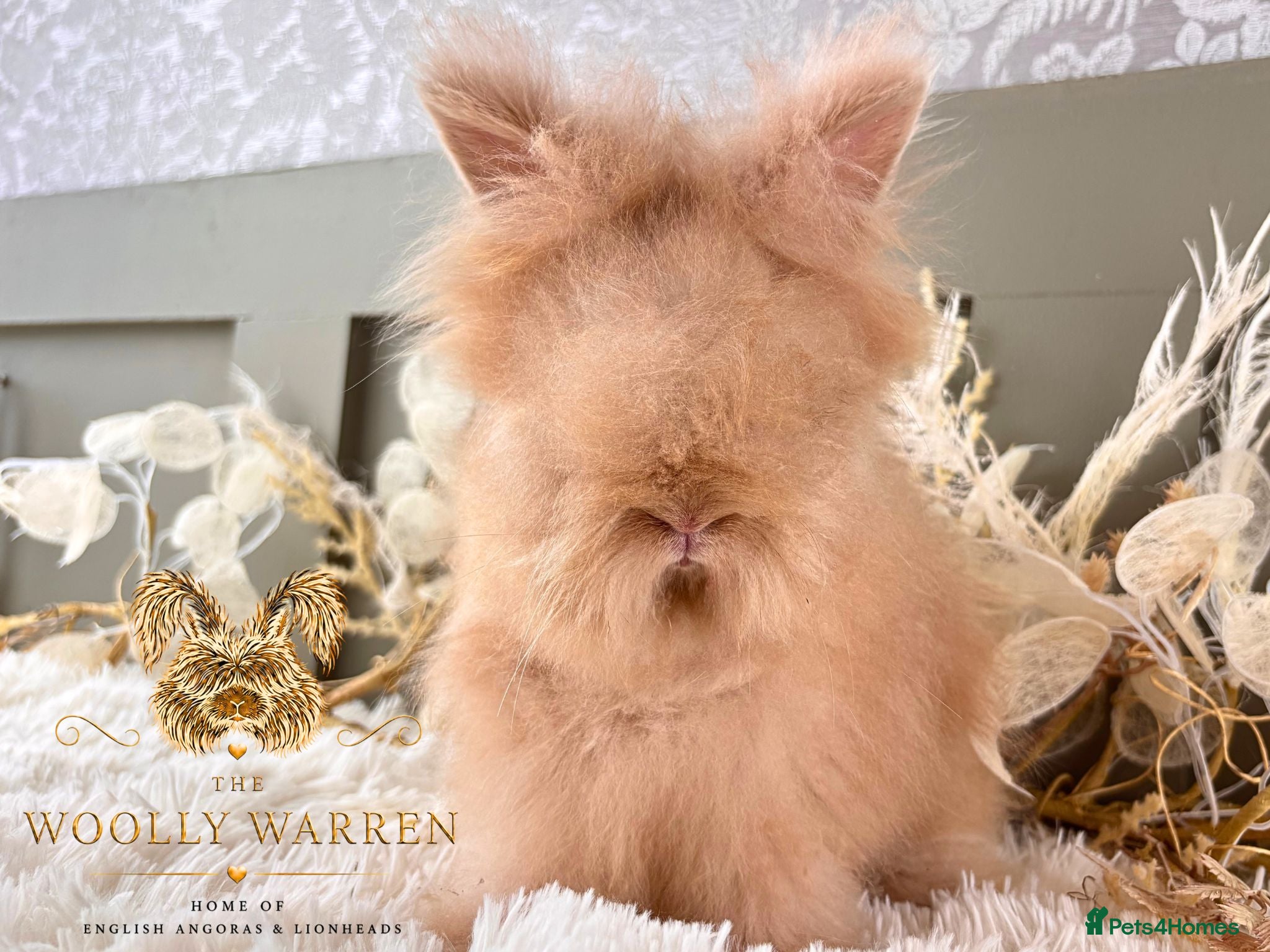 Angora rabbits 3 BEAUTIFUL VACCINATED ANGORAS READY NOW - Advert 6