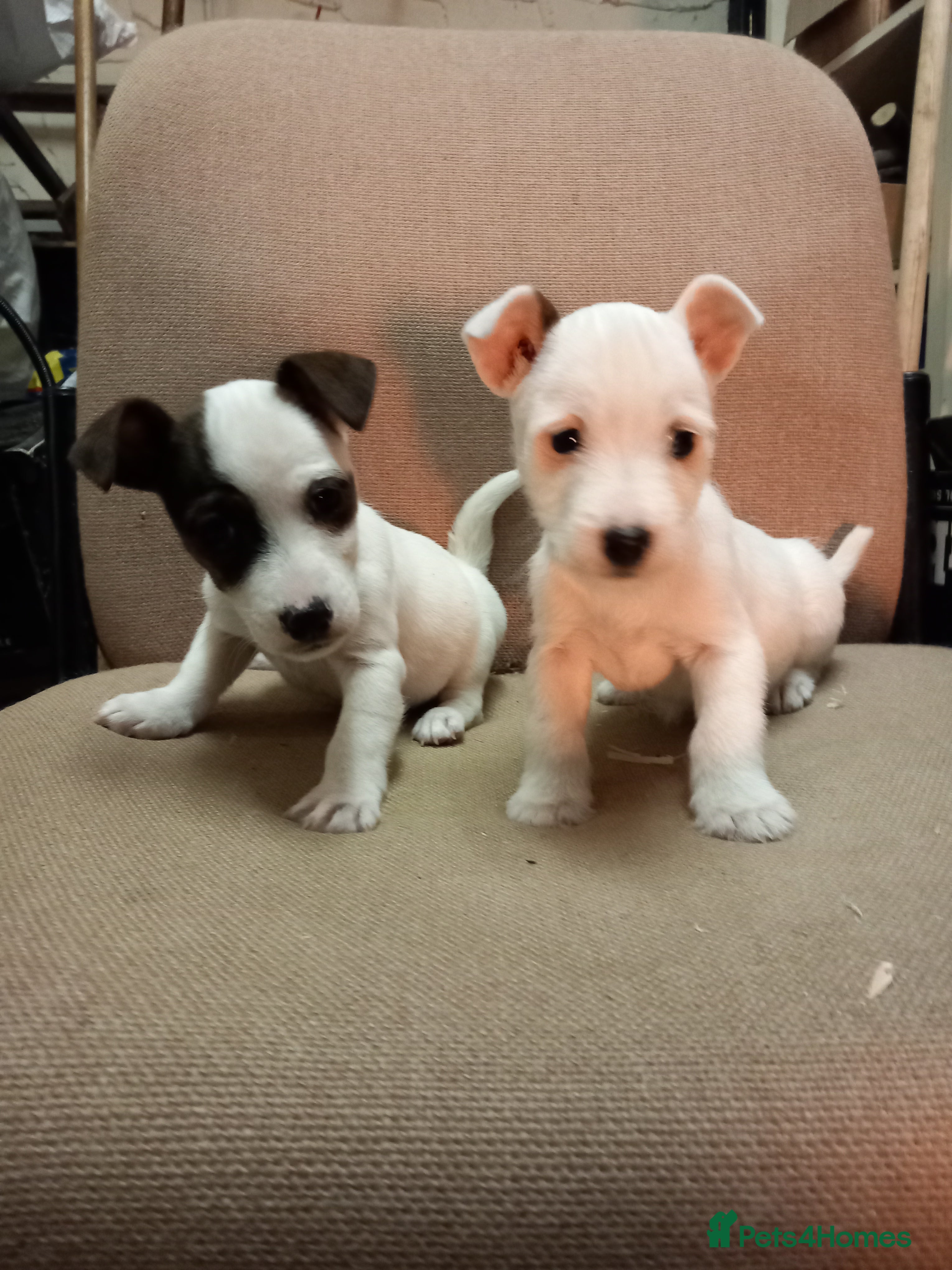 Parson Russell dogs Parson Russell Puppies  - Advert 1