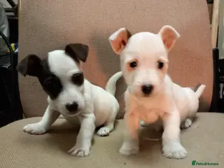 Parson Russell dogs Parson Russell Puppies - Advert 2