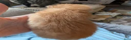 Mixed Breed cats for sale: Bengal x Maine coons kittens  - Advert 22