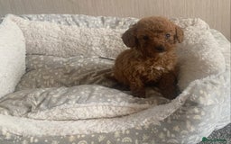 Cockapoo dogs for sale: F1B Red Cockapoo Puppies Available Now - Image 12
