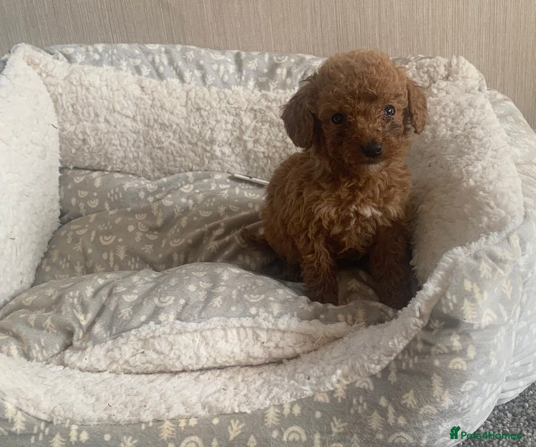Cockapoo dogs for sale: F1B Red Cockapoo Puppies Available Now - Image 12