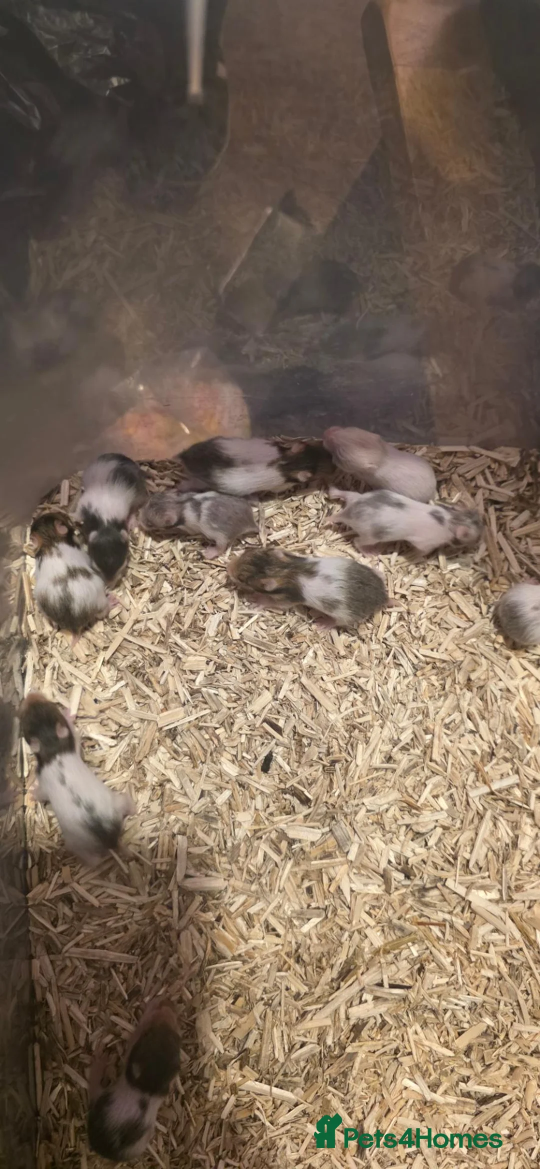 Hamster rodents for sale: 12 baby Syrian Hamsters  - Advert 16
