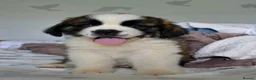 Saint Bernard dogs for sale: Little Nap-Time Buddies with Big Hearts in Huddersfield - Advert 3