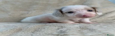 Miniature Dachshund 4