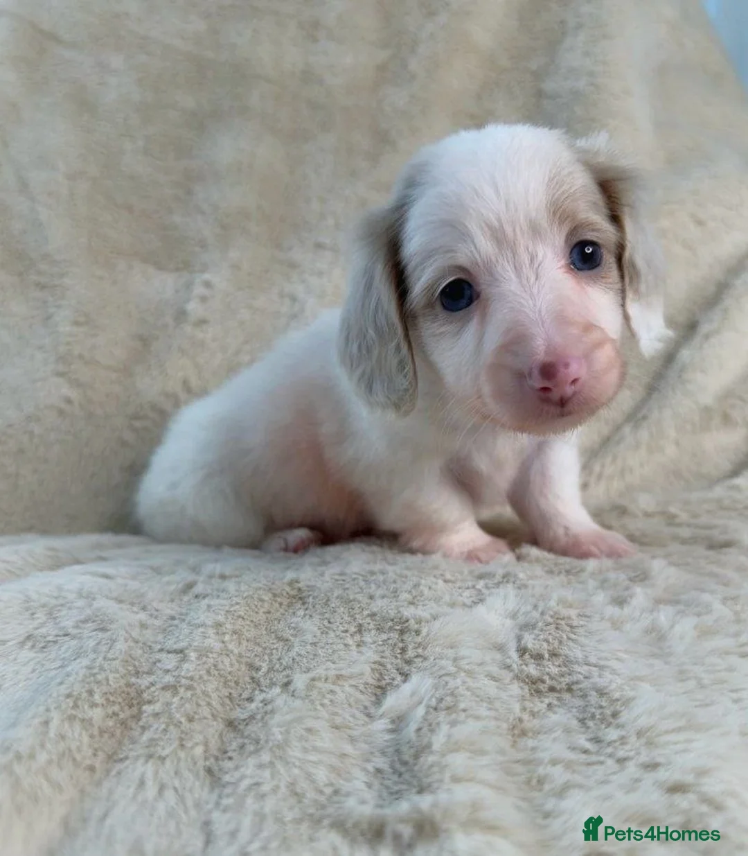 Miniature Dachshund dogs for sale: Eye Catching Dachshund Puppies Now Available - Advert 2