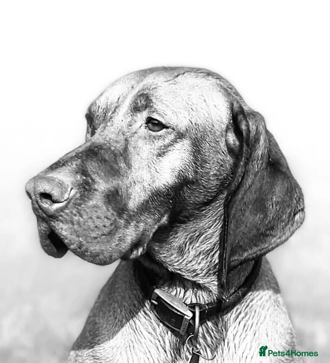 Hungarian Vizsla dogs for stud: The famous HJ Champion  Johnnie Walker at stud in Loughborough - Advert 3