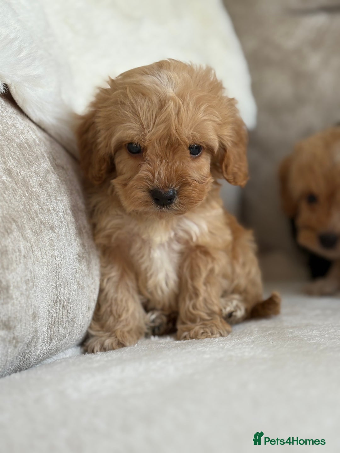 Cockapoo dogs for sale: F1 cockapoo puppies PRA TESTED - Image 4