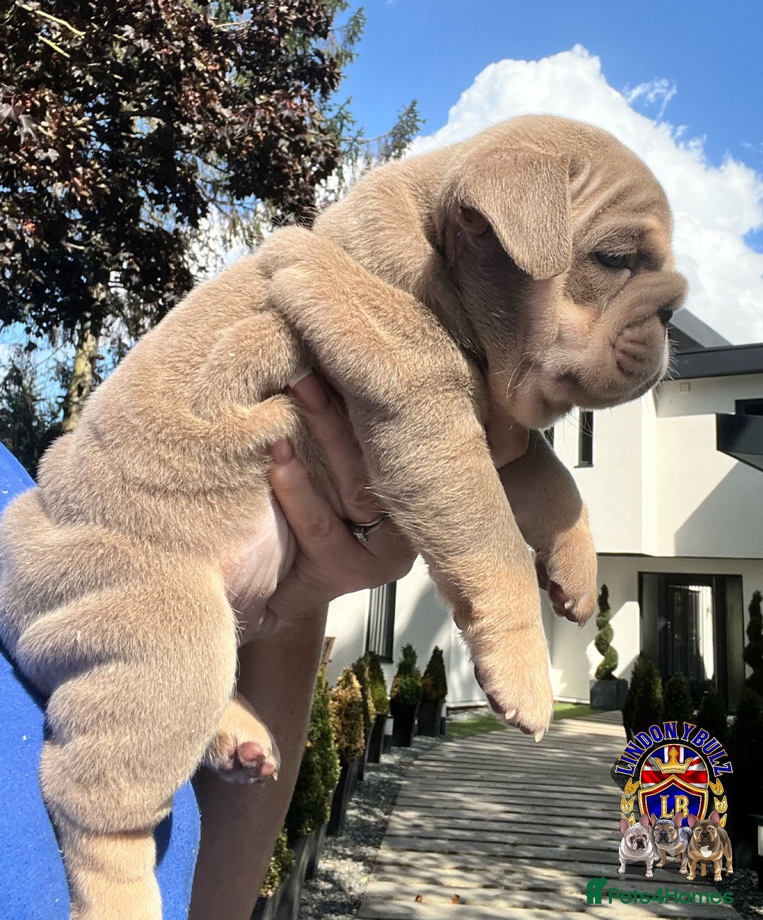 English Bulldog dogs for sale: QUALITY ENGLISH BULLDOG PUPPIES - Image 2