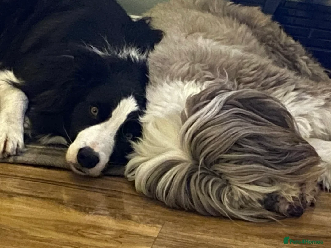 Border Collie dogs for sale: Male Border Collie  in Telford - Advert 3