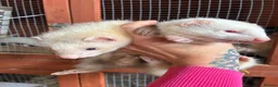 Mixed Breed livestock for sale: Ferrets ready to go now - Advert 2