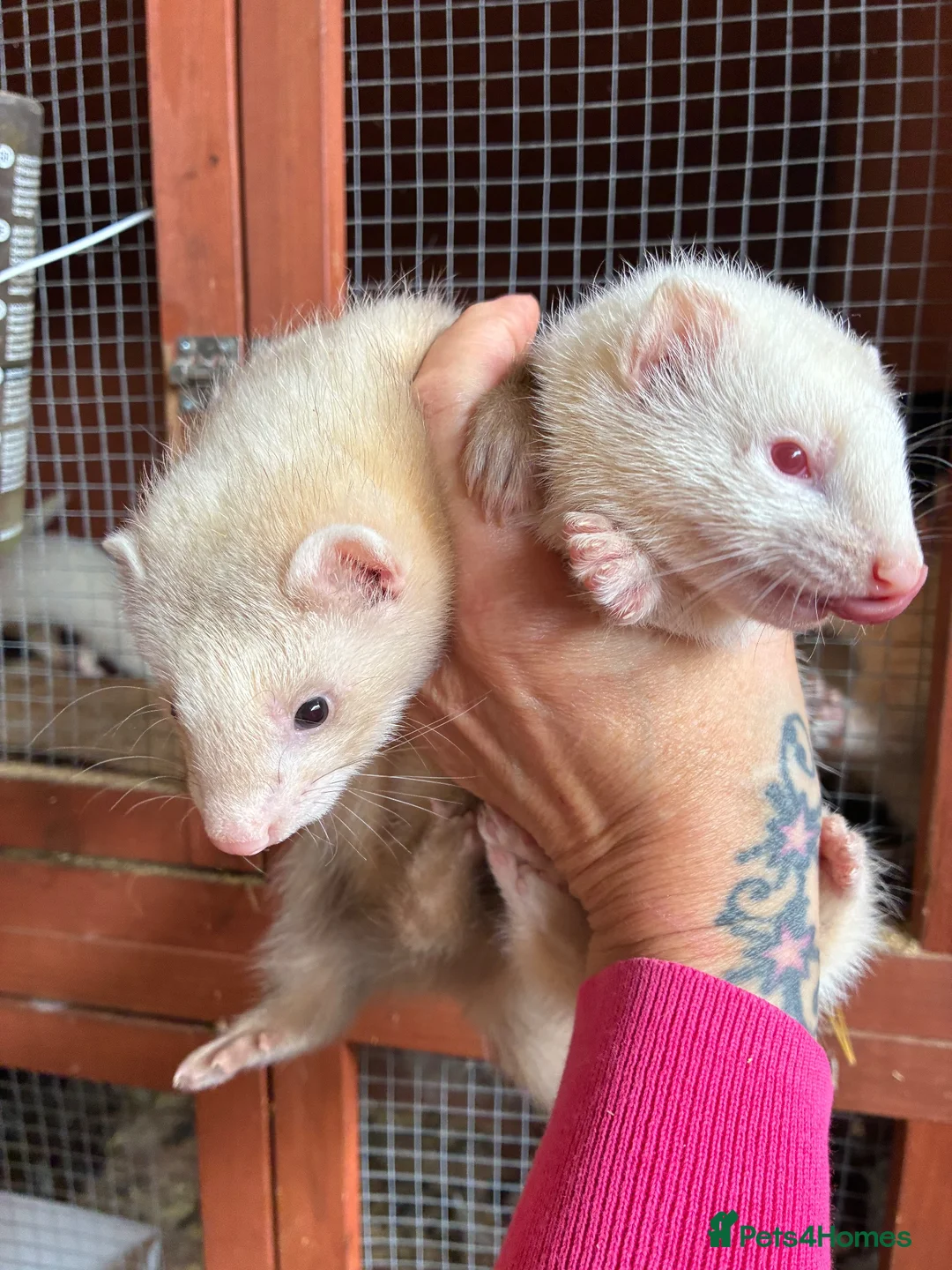 Mixed Breed livestock for sale: Ferrets ready to go now - Advert 2