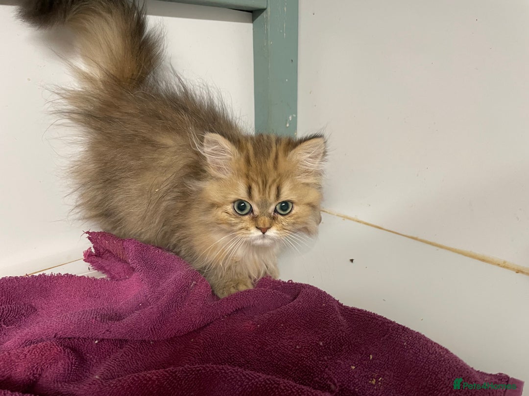 Persian cats for sale: Persian Chinchilla Girl for sale (REGISTERED) - Image 4