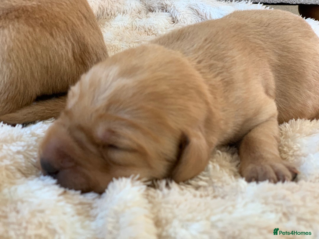 Labrador Retriever dogs for sale: Beautiful KC reg Labrador puppies - Image 8