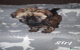 Shih Tzu dogs for sale: Shih tzu puppies - Image 4